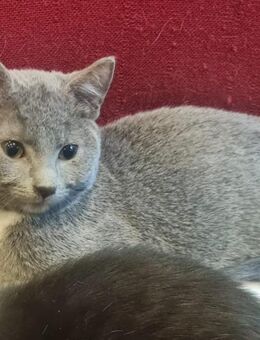 Graues Kätzchen abzugeben - Mohlsdorf-Teichwolframsdorf