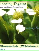 ❤ Tagetes Huacatay Duftendes Würzkraut aus Peru / Ocopa-Paste und natürlicher,wichtiger Gartenhelfer ! Samen Tulpenstolz Essbare Blüten Gegen Wühlmäuse und Nacktschnecken,weiße Fliege, in 22457