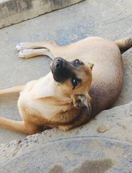 🐾💛 Sanfter Junghund Lucky2 💛🐾 - Eislingen (Fils)