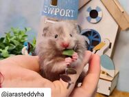 Extrem HANDZAHME FLAUSCHIGE Teddyhamster Satinglanz - Dinslaken