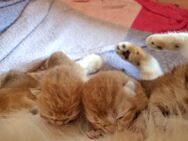 Bkh Kitten black golden ab September mit Stammbaum - Elsdorf (Nordrhein-Westfalen)