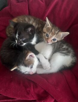 Wir freuen uns über ein liebevolles neues Zuhause - Dresden