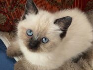Ragdoll - Dorfen