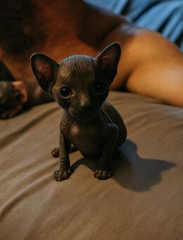 Sphynx Kitten mit Tasthaaren - Borna