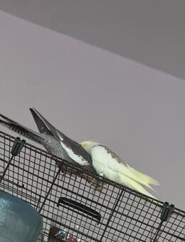 Ich verkaufe 2 nymphensittiche(männchen&weibchen) - Rostock Schmarl