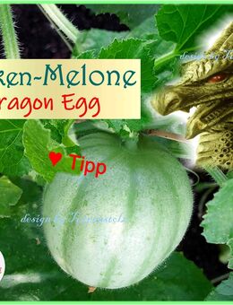 ♥ Dragon Egg Gurkenmelone, Samen,samenfest,Gemüse, Alte Sorte Tulpenstolz,Melone,Gurke,Samen,Saatgut,Melone, Gurke - Hamburg