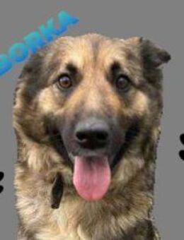 BABORKA sucht Zuhause - Gefrees