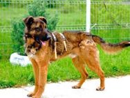 Pax sucht sein Glück - München