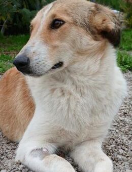 Sofia - eine unkomplizierte Traumhündin - Krefeld