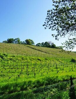 In den Radebeuler Weinbergen - Radebeul