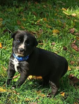 Welpen (Husky-Mischlinge) ab Dezember abgabebereit - Frankfurt (Main)