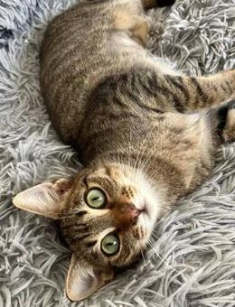 ❣️Schmusiges Gizmo Girl❣️ - Eislingen (Fils)