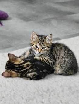 Katzen-Geschwisterpaar - Übach-Palenberg