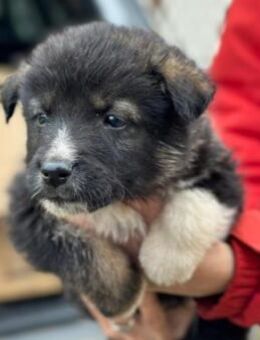 Zauberhafter Welpe 3 A - Kallmünz