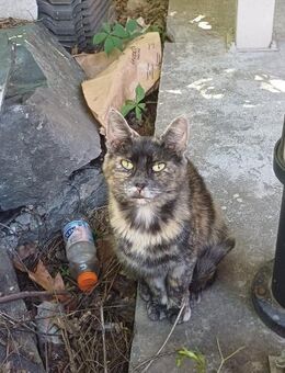 🌺 Sanfte Katzendame Saphira 🌺 - Eislingen (Fils)