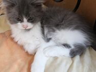 Zwei liebe und verschmuste Kitten suchen ein neues liebevolles Zuhause - Burgwedel