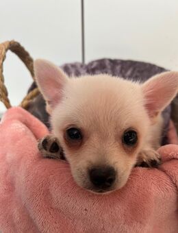 Chihuahua Zwergspitz (Pomchi) Welpen - Namborn