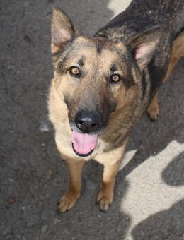 Pflegestelle gesucht für unseren Aschi - Celle