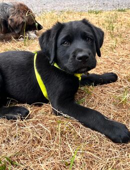 Golden Aussie x Labrador Welpen (Golden Retriever Australian Shepherd Labrador Retriever) - Schenkendöbern
