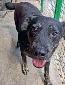 Alizio sucht Zuhause mit Herz - Koblenz