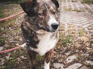 Corgi-Mix Dame - Möckern Pabsdorf