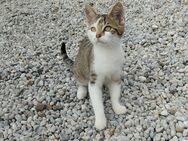 Babykatze sucht neues Zuhause - Unterthingau