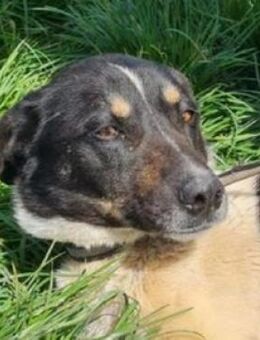 RONA braucht ein Ticket in die Freiheit - Hof