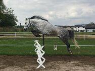 Pferd sucht Reiter - zuverlässige Reitbeteiligung gesucht! - Zaberfeld