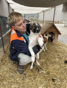 Süßer Benji❤ sucht seine Familie - Seggebruch