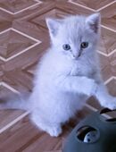Reinrassige Kitten in 56564