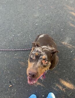 Louisiana Catahoula Leopard Dog - Hecklingen