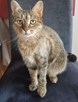 Sonnenschein Bilja sucht warmes Körbchen - Margetshöchheim