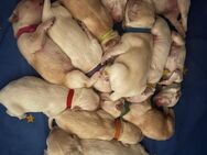 Bildschöne Golden Retriever Welpen - Gelsenkirchen Feldmark