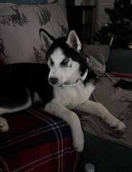 Ich suche eine neue Familie - Wittstock (Dosse) Zentrum