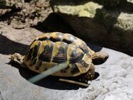 Griechische Landschildkröten - Neuenhaus