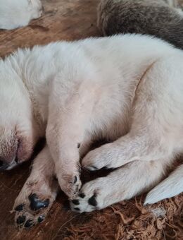 Irische Wolfshund Irish Wolfhound Mix Welpen - Irmas - Karbow-Vietlübbe