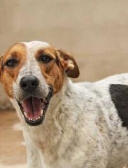 Bra, menschenbezogen, verschmust - Kettershausen