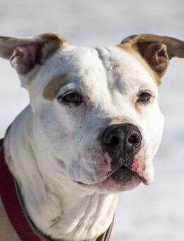 Szimba, arme Socke sucht Paten! - Neustadt (Rübenberge)