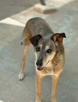 NALA, w., kastr., Mischling - Sipplingen