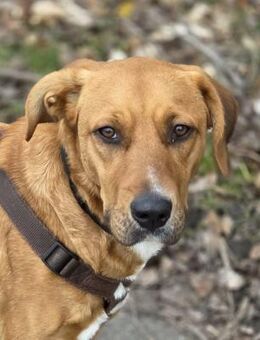 Katzenverträglich+sozial: das ist WILLI! - Meinerzhagen