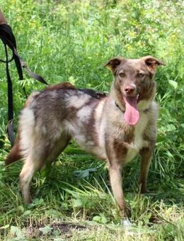 Neugierige JESSI sucht eine Familie - Bad Bevensen