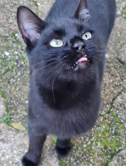 Schwarzes Bubchen sucht erstes Zuhause - Kefenrod