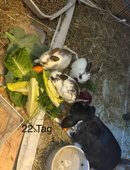 Zwergkaninchen-Nachwuchs sucht liebevolles Zuhause - Hamburg