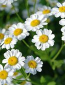 Samen MUTTERKRAUT (Tanacetum parthenium) heimische Wildstaude Naturgarten in 97070