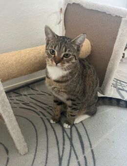 Katze zu verkaufen 6 Monate alt - Köln