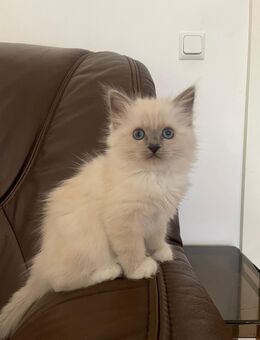 Heilige Birma - Bergisch Gladbach