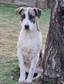 🆘🆘 Grapa braucht eine Chance🆘 - Eislingen (Fils)