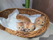 Britisch Kurzhaar Kitten- süße Schmusekätzchen abzugeben - Frankfurt (Main)