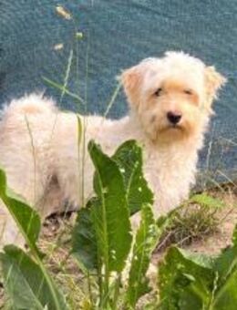 Happydog - Marsberg