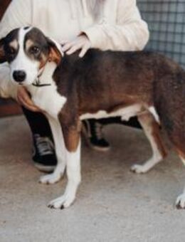 Rex wartet auf sein Für Immer Zuhause - Hamburg